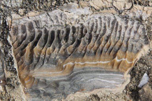 Benguela Basin Integrated Study (Angola) 