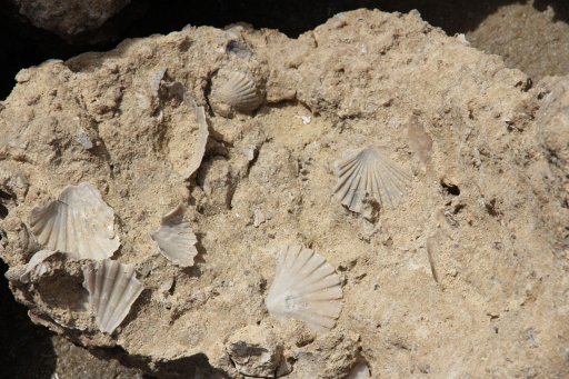 Benguela Basin Integrated Study (Angola) 