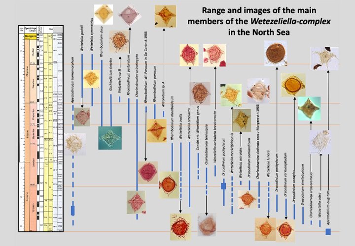 1_Cenozoic_dinoflagellates_vignette