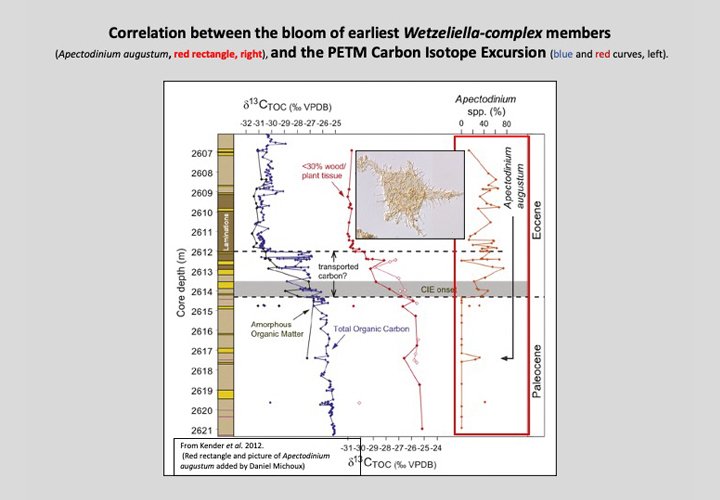 4_Cenozoic_dinoflagellates