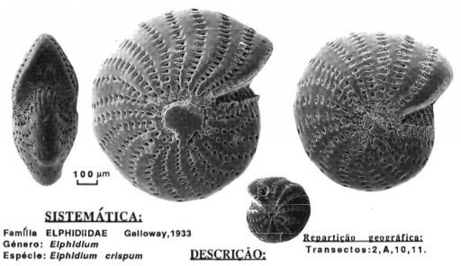 Foraminifera