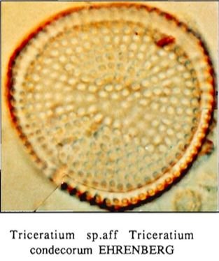 Marine fossil Diatom
